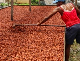 Plantacao Cacau STP Patrimonio Humanidade